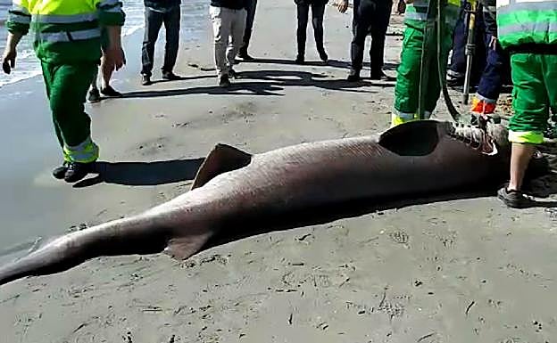 Imagen principal - Aparece muerto un tiburón de 3,6 metros y más de 200 kilos en una playa alicantina