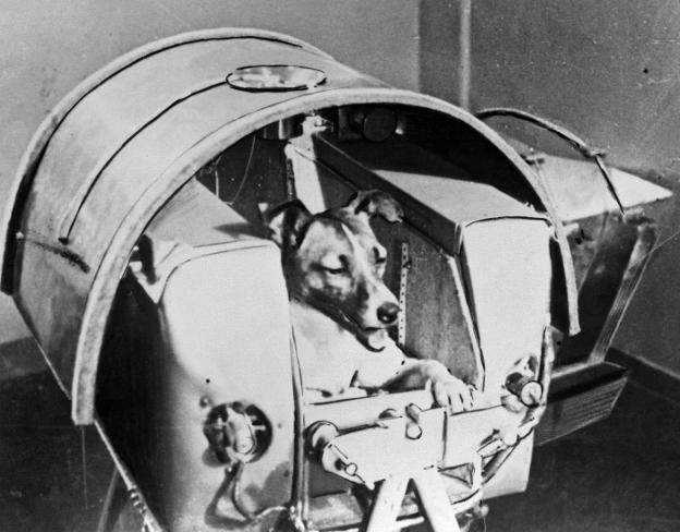 Imagen de la perra Laika, el primer ser vivo en el espacio. 