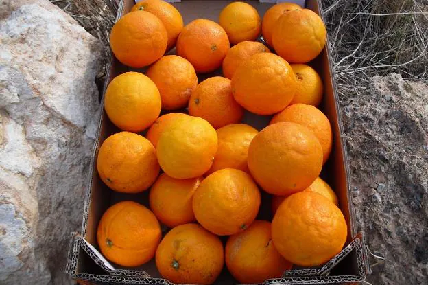 Naranjas con los arrugamientos típicos de la piel que se conocen como 'clareta' (arriba), y (abajo) totalmente rajadas. 