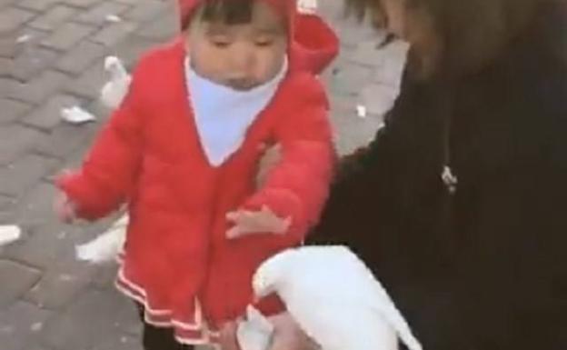 El vídeo GIF de la niña y la paloma