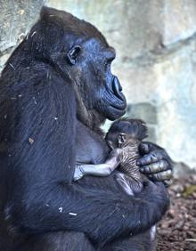 Imagen secundaria 2 - Nace en el Bioparc de Valencia un gorila occidental de costa en peligro de extinción