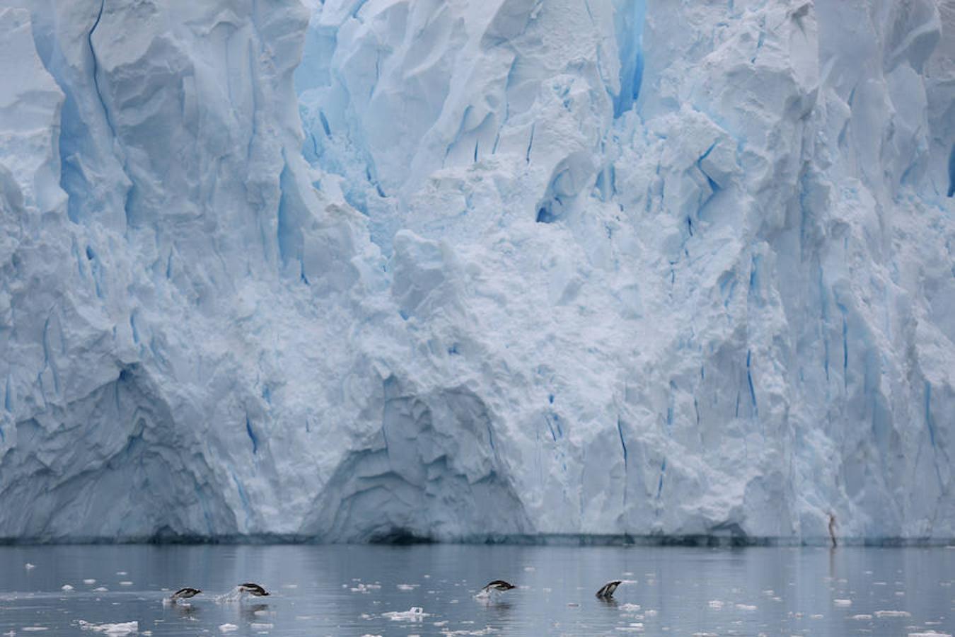 Greenpeace, la oenegé internacional que lucha por proteger y defender el medio ambiente, organizó un viaje a la Antártida para crear conciencia sobre la situación actual de la zona, recopilando vídeos e imágenres, con el fin de respaldar una propuesta de la Unión Europea para crear un refugio seguro para la vida marina, afectada por la pesca industrial.