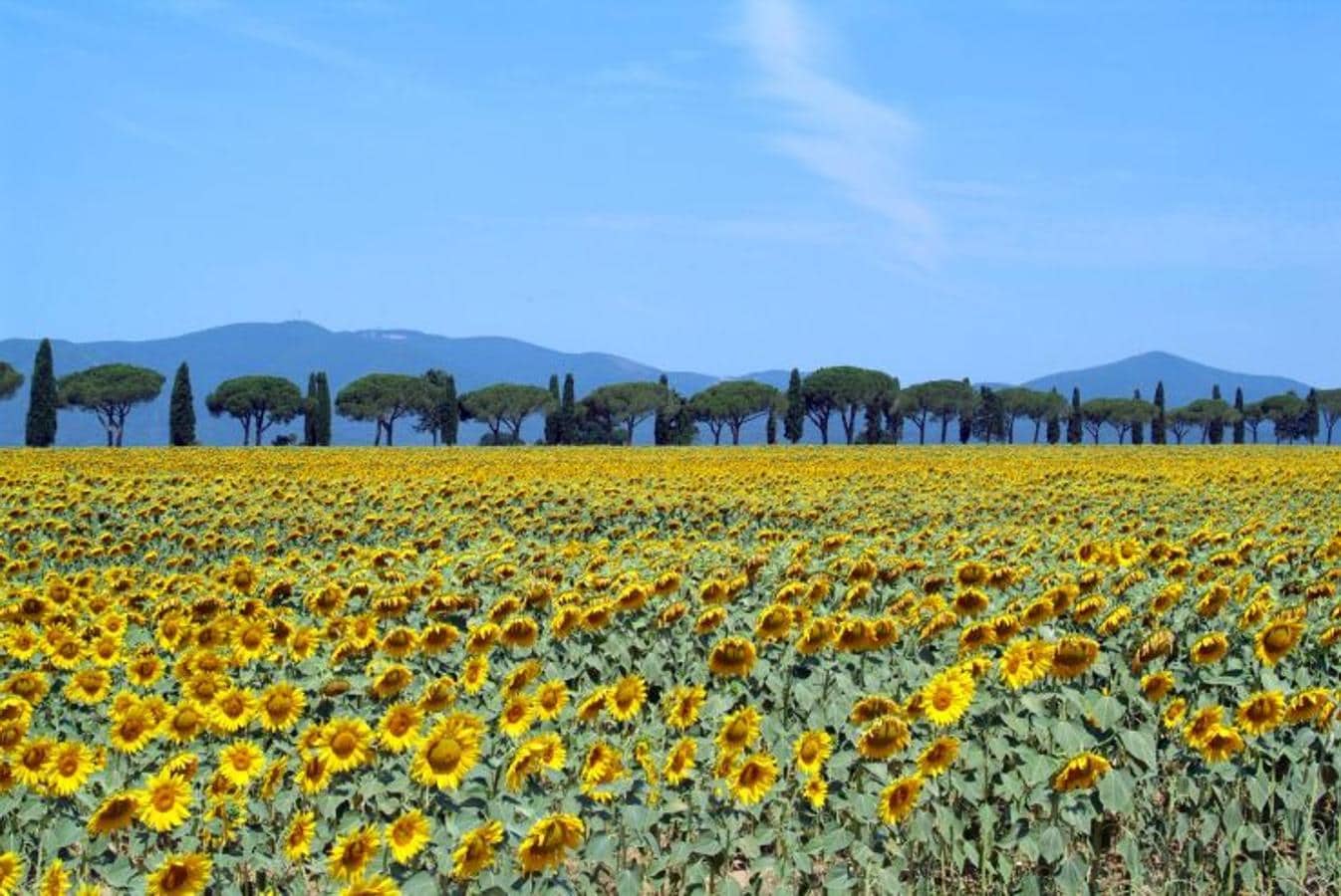 La Toscana (Italia) | En el valle de Orcia, un deslumbrante Patrimonio de la Humanidad desde donde apreciar la comarca italiana a todo color. Colinas suaves, casas rodeadas de cipreses, olivos y girasoles. 
