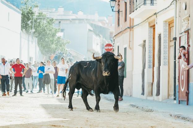 El toro de Domínguez Camacho, en las calles de Benifairó el año pasado. 