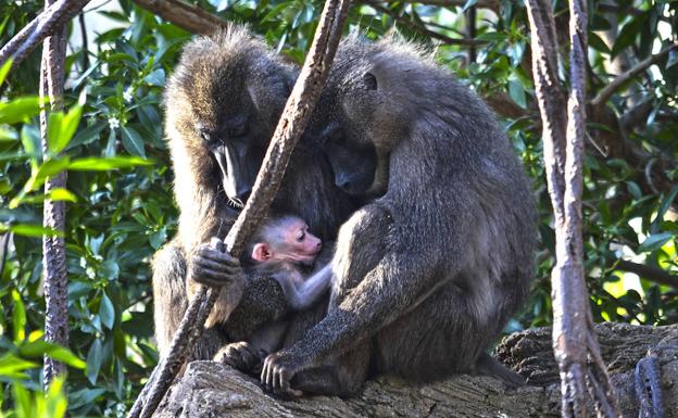 Nace en el Bioparc una cría de dril, uno de los primates más amenazados de África