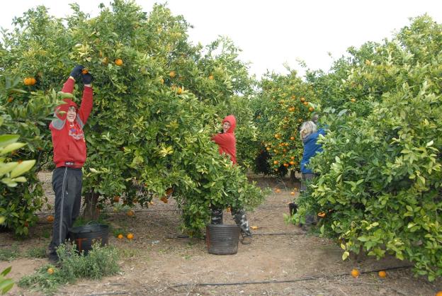 Recolección de naranjas en un huerto de Sagunto. 