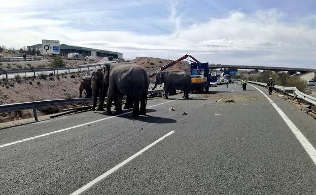 Imagen posterior al accidente del camión con elefantes.