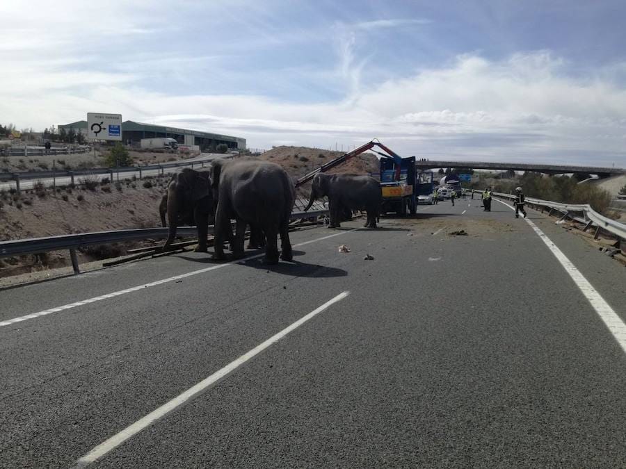 Fotos: Accidente en la A-30 de un camión con elefantes