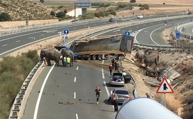 Los elefantes accidentados en Albacete enfrentan a los animalistas y a los empresarios circenses