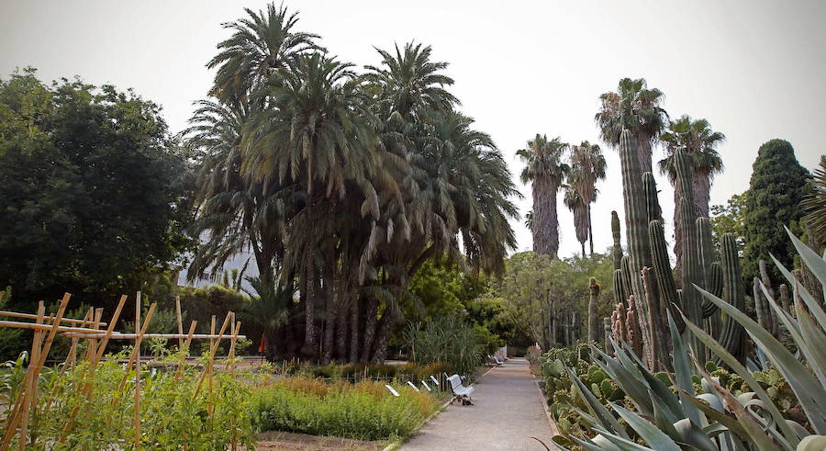 En un principio, el jardín se compuso con especies del mundo vegetal de la América colonial, algo que cambió forzosamente con las imposiciones de la Cátedra de Agricultura. Se propició así su acercamiento a los cultivos tradicionales de l'Horta valenciana, tanto en cultivos como en composición. Por desgracia, una descuidada intervención que sustituyó el riego a inundación por el goteo y aspersión provocó la muerte de algunos de los ejemplares más excepcionales. Todavía se conservan colecciones extraordinarias de palmerales, crasas, arbóreos americanos y recientes integraciones de flora valenciana y mediterránea.