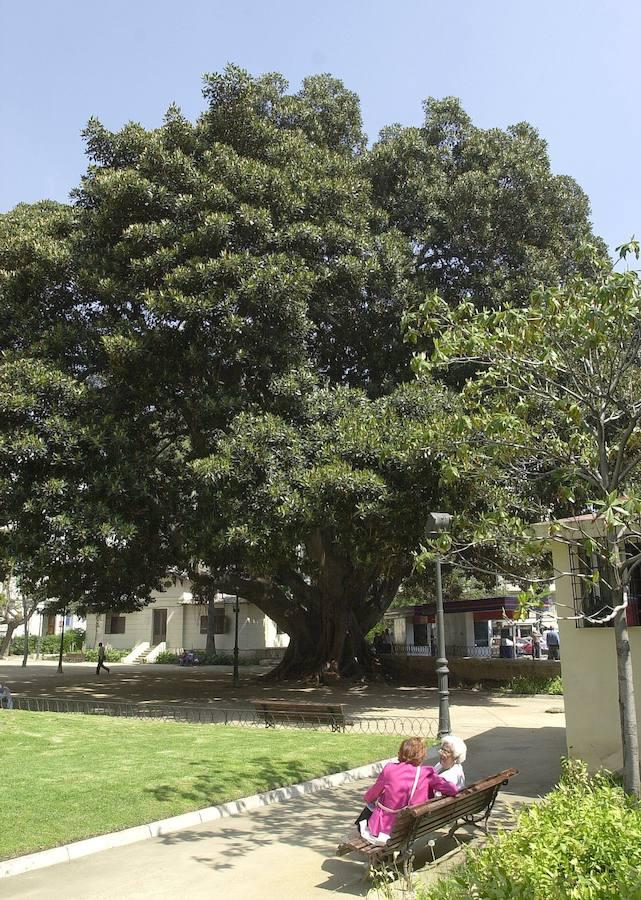 Además de la estatua ecuestre del Rey Jaime I, histórico también es su ficus, uno de los árboles más singulares de la ciudad y que fue plantado en 1852. Tiene un perímetro de tronco de casi 13 metros, una altura de más de 23 metros y sobrepasa los 35 metros de diámetro. En total, el ficus ocupa un total de 850 metros cuadrados.