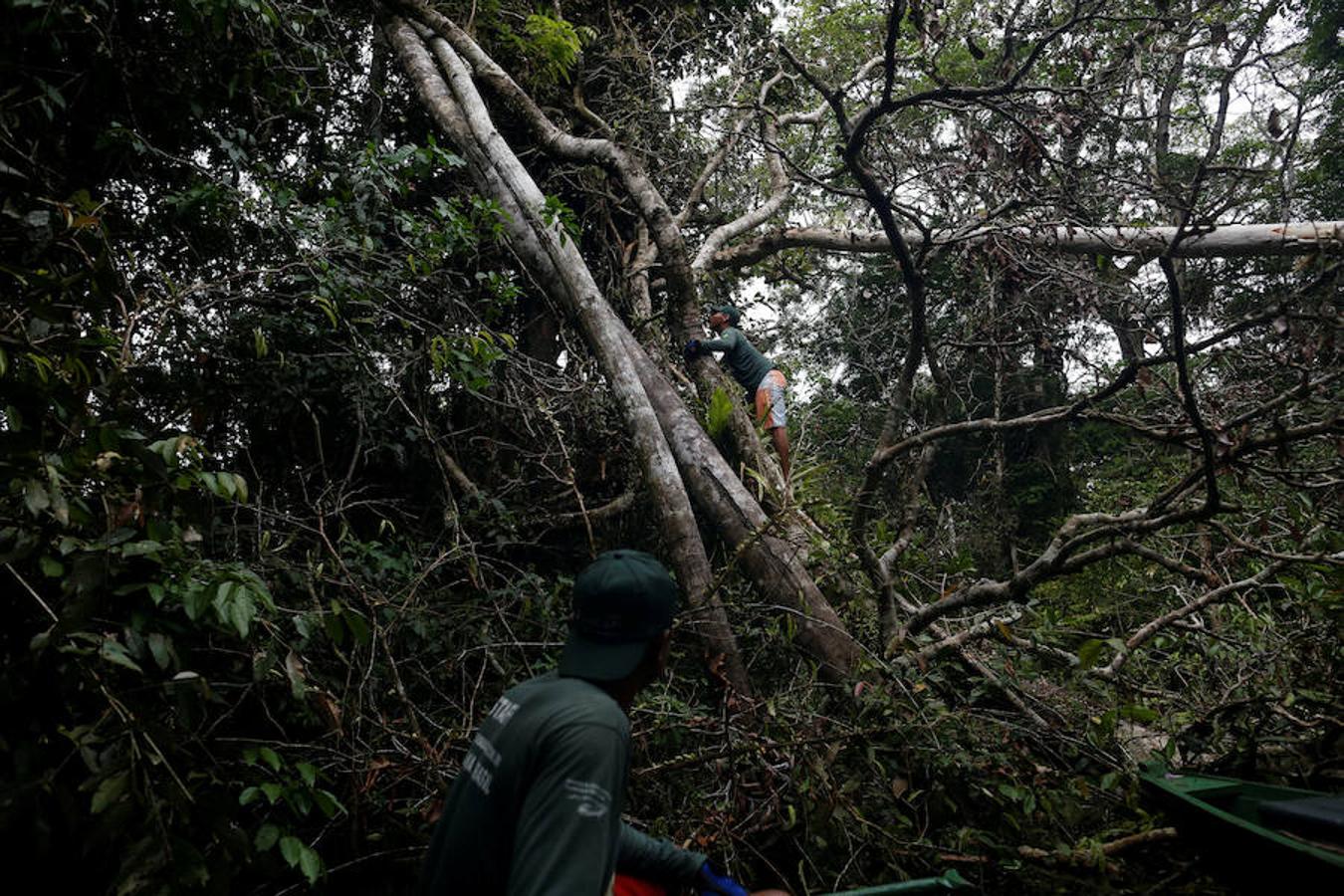 Los jaguares del Amazonas han aprendido a refugiarse en los árboles para evitar las inundaciones. Y es que, cuando las lluvias hacen acto de presencia en la reserva natural de Mamirauá (Brasil) y el nivel del agua sube hasta cubrir el suelo estos felinos prefieren estar a cubierto en las copas más elevadas. Los investigadores del Proyecto Iauaretê son los encargados de adentrarse en la reserva y monitorizarlos para estudiar su evolución así como su relación con los residentes locales.