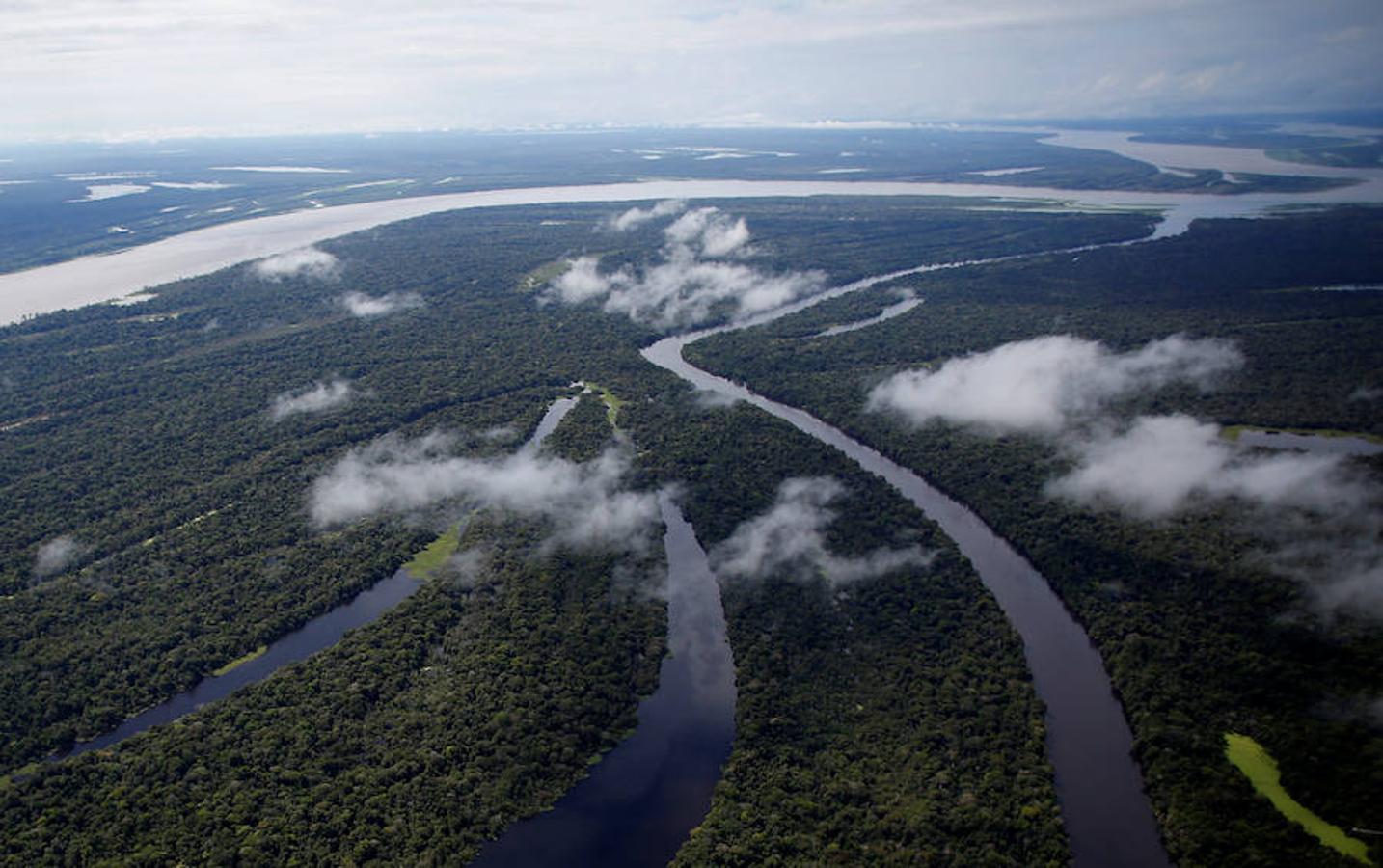 Los jaguares del Amazonas han aprendido a refugiarse en los árboles para evitar las inundaciones. Y es que, cuando las lluvias hacen acto de presencia en la reserva natural de Mamirauá (Brasil) y el nivel del agua sube hasta cubrir el suelo estos felinos prefieren estar a cubierto en las copas más elevadas. Los investigadores del Proyecto Iauaretê son los encargados de adentrarse en la reserva y monitorizarlos para estudiar su evolución así como su relación con los residentes locales.