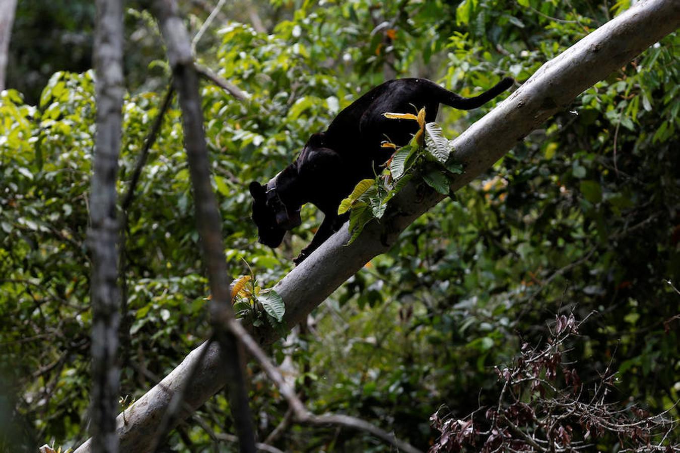 Los jaguares del Amazonas han aprendido a refugiarse en los árboles para evitar las inundaciones. Y es que, cuando las lluvias hacen acto de presencia en la reserva natural de Mamirauá (Brasil) y el nivel del agua sube hasta cubrir el suelo estos felinos prefieren estar a cubierto en las copas más elevadas. Los investigadores del Proyecto Iauaretê son los encargados de adentrarse en la reserva y monitorizarlos para estudiar su evolución así como su relación con los residentes locales.