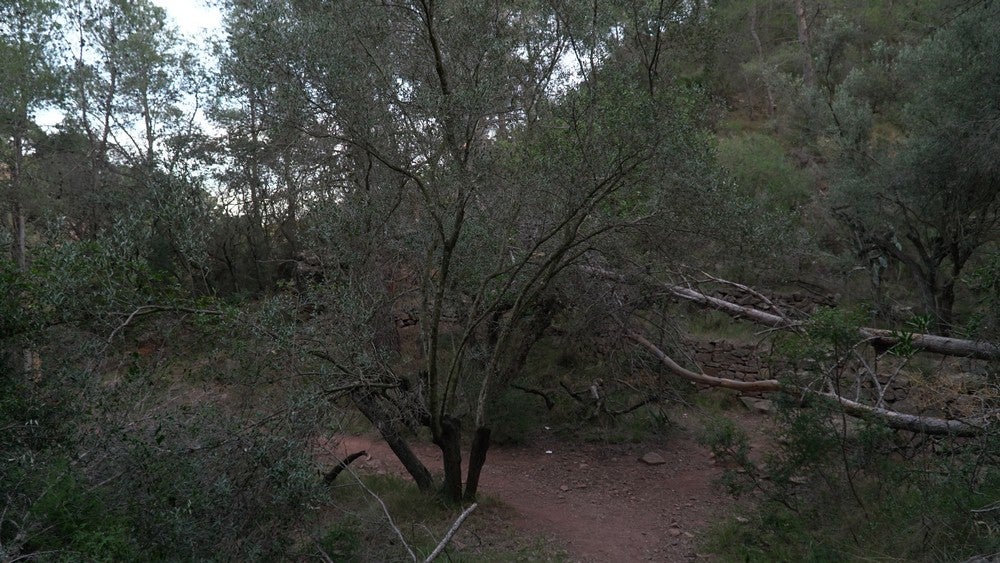 El sendero dominguero por excelencia de la Sierra Calderona, paso a paso