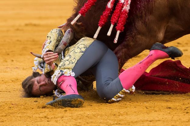 Román, acorralado por el toro. 