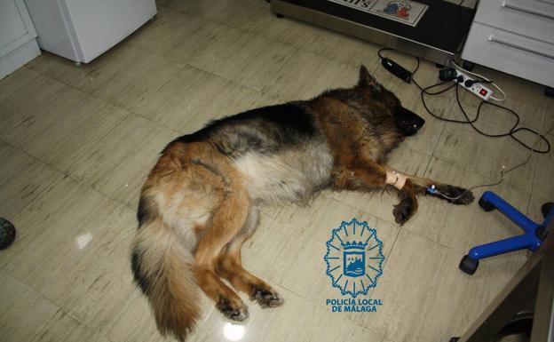 Imagen del perro facilitada por la policía.