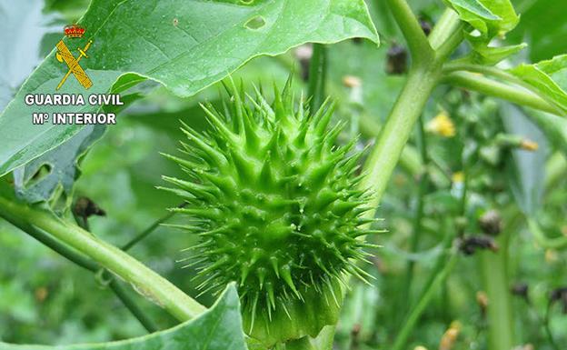 Planta de la que se extrae la escopolamina (burundanga). 