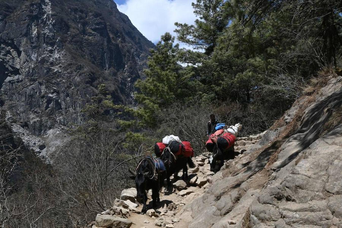 Comienza la temporada de escalada en el Himalaya. La ruta de subida a la cumbre acoge una gran cantidad de turistas que intenta ascender algún tramo del pico más alto del planeta. La imagen que más se repite estos días son grupos de excursionistas pasando por la aldea de Phortse a Pheriche en dirección al Everest.