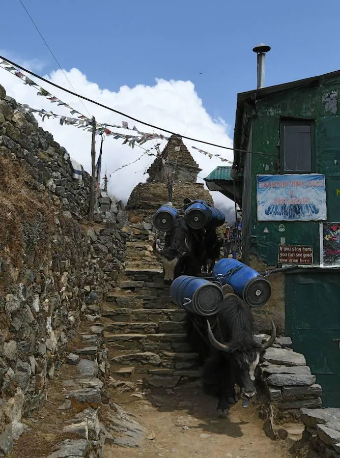 Comienza la temporada de escalada en el Himalaya. La ruta de subida a la cumbre acoge una gran cantidad de turistas que intenta ascender algún tramo del pico más alto del planeta. La imagen que más se repite estos días son grupos de excursionistas pasando por la aldea de Phortse a Pheriche en dirección al Everest.