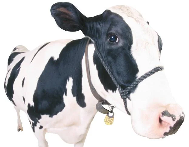 Las vacas pesarán 900 kilos y serán los animales más grandes sobre la Tierra