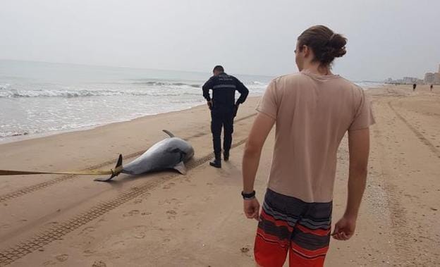 Hallan un delfín muerto en la playa de El Saler