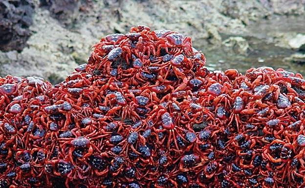 Christmas es conocida como el «Reino de los Cangrejos».