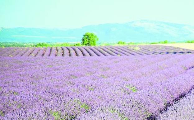 La rentabilidad de las plantas aromáticas y medicinales