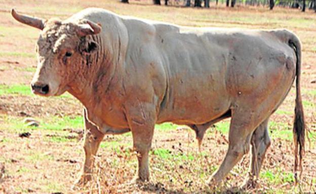 El único toro de Prieto de la Cal para este año se exhibirá este sábado en Todolella