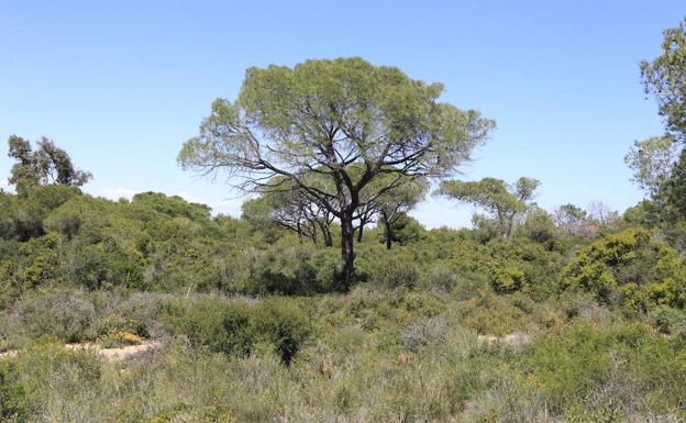 Acuchilla a su expareja y se ahorca en un árbol en El Saler