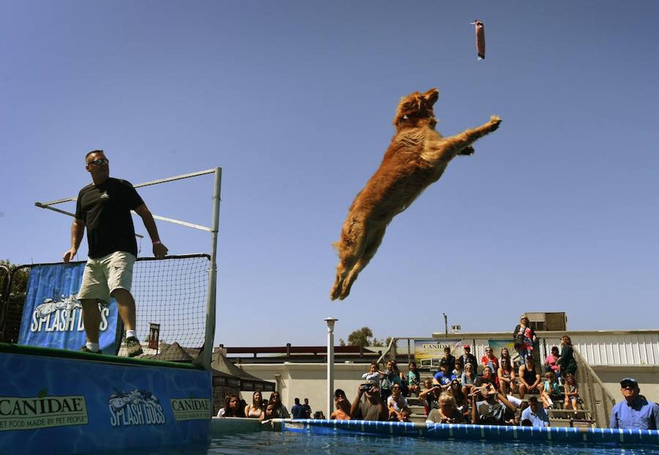 Splash Dogs es una divertida competición de saltos y acrobacias sobre el agua protagonizados por perros. En esta ocasión se celebró en el Concurso de Mascotas de América, celebrado en la localidad de Costa Mesa, California, el pasado 28 de abril.