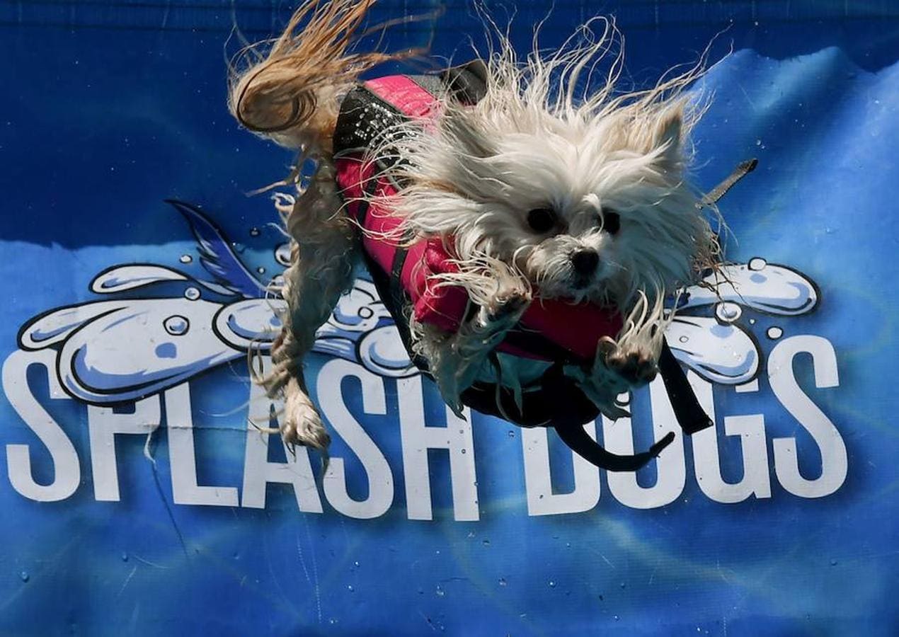 Splash Dogs es una divertida competición de saltos y acrobacias sobre el agua protagonizados por perros. En esta ocasión se celebró en el Concurso de Mascotas de América, celebrado en la localidad de Costa Mesa, California, el pasado 28 de abril.