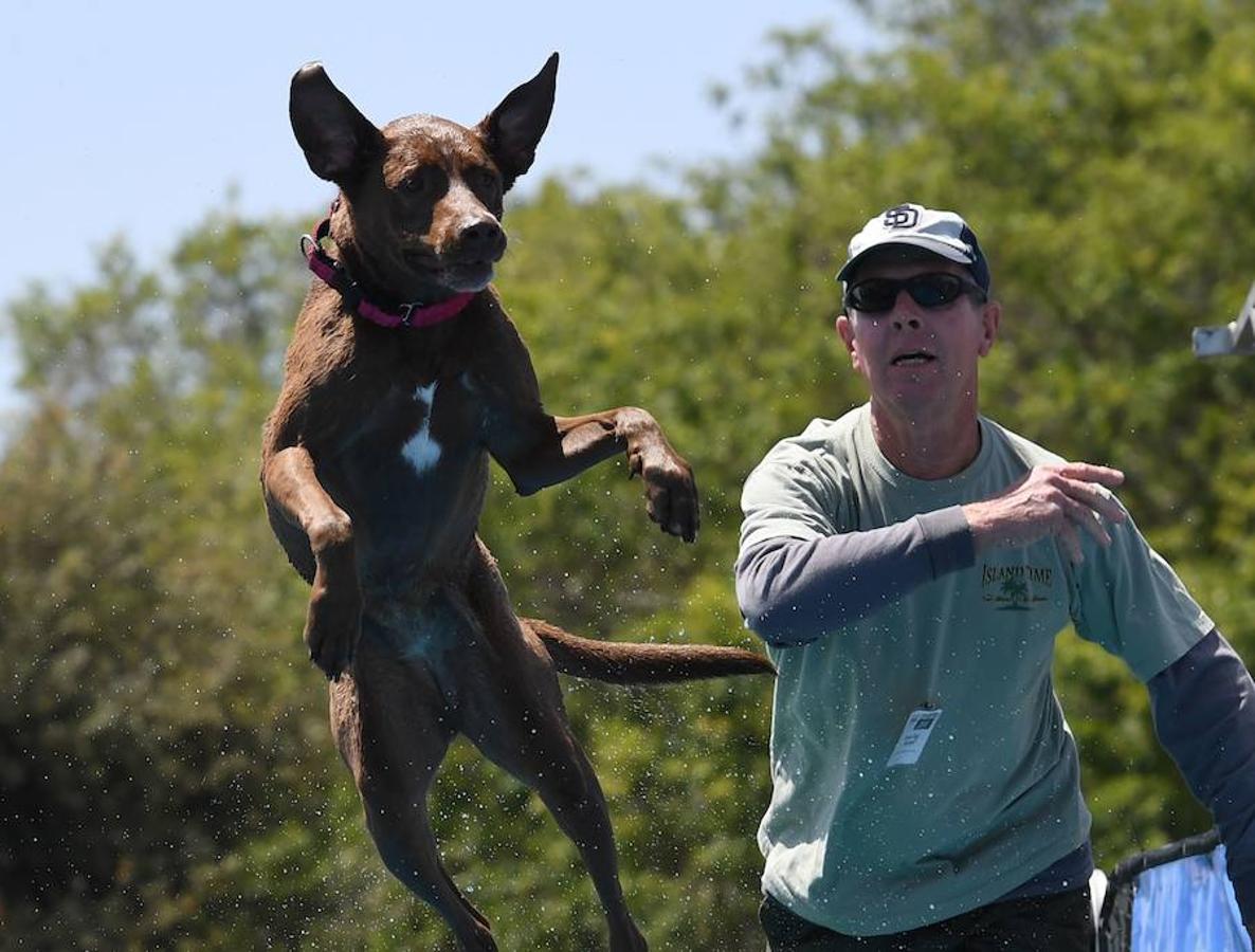 Splash Dogs es una divertida competición de saltos y acrobacias sobre el agua protagonizados por perros. En esta ocasión se celebró en el Concurso de Mascotas de América, celebrado en la localidad de Costa Mesa, California, el pasado 28 de abril.