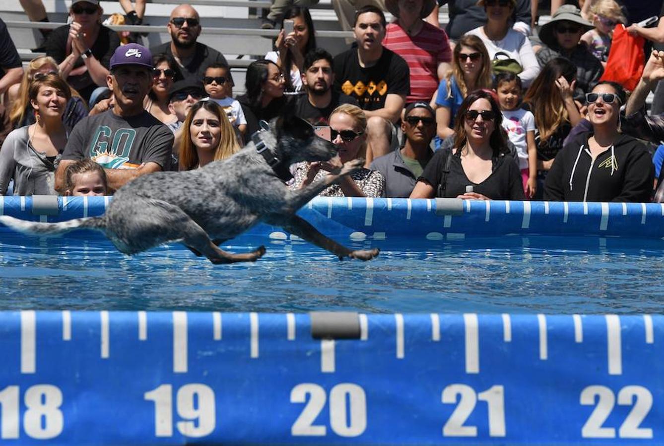 Splash Dogs es una divertida competición de saltos y acrobacias sobre el agua protagonizados por perros. En esta ocasión se celebró en el Concurso de Mascotas de América, celebrado en la localidad de Costa Mesa, California, el pasado 28 de abril.