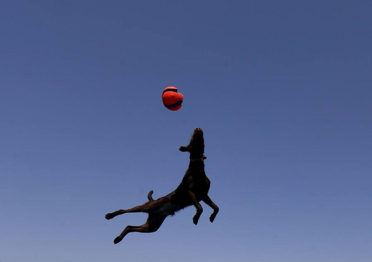 Splash Dogs es una divertida competición de saltos y acrobacias sobre el agua protagonizados por perros. En esta ocasión se celebró en el Concurso de Mascotas de América, celebrado en la localidad de Costa Mesa, California, el pasado 28 de abril.
