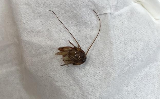 Parte de la cucaracha que se encontraba en el oído de Katie Holley.