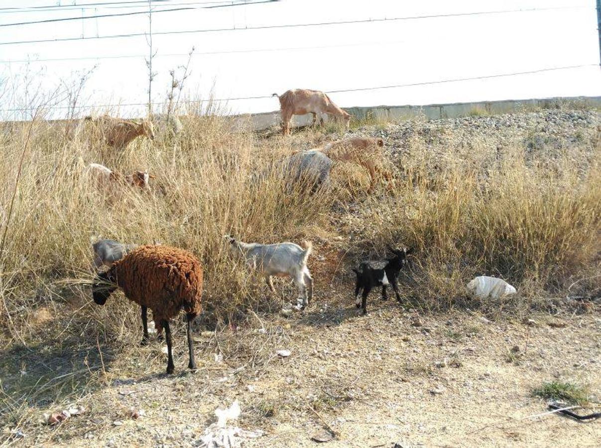 Fotos: Animales en mal estado en una alquería en Valencia