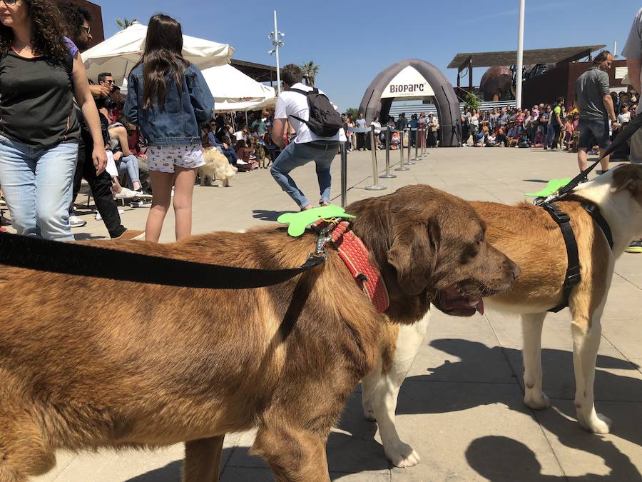 Decenas de familias han acudido este domingo a la explanada del Bioparc para ver el desfile de perros abandonados organizados conjuntamente con AUPA. Los más pequeños han podido disfrutar de animales que buscaban una segunda oportunidad.