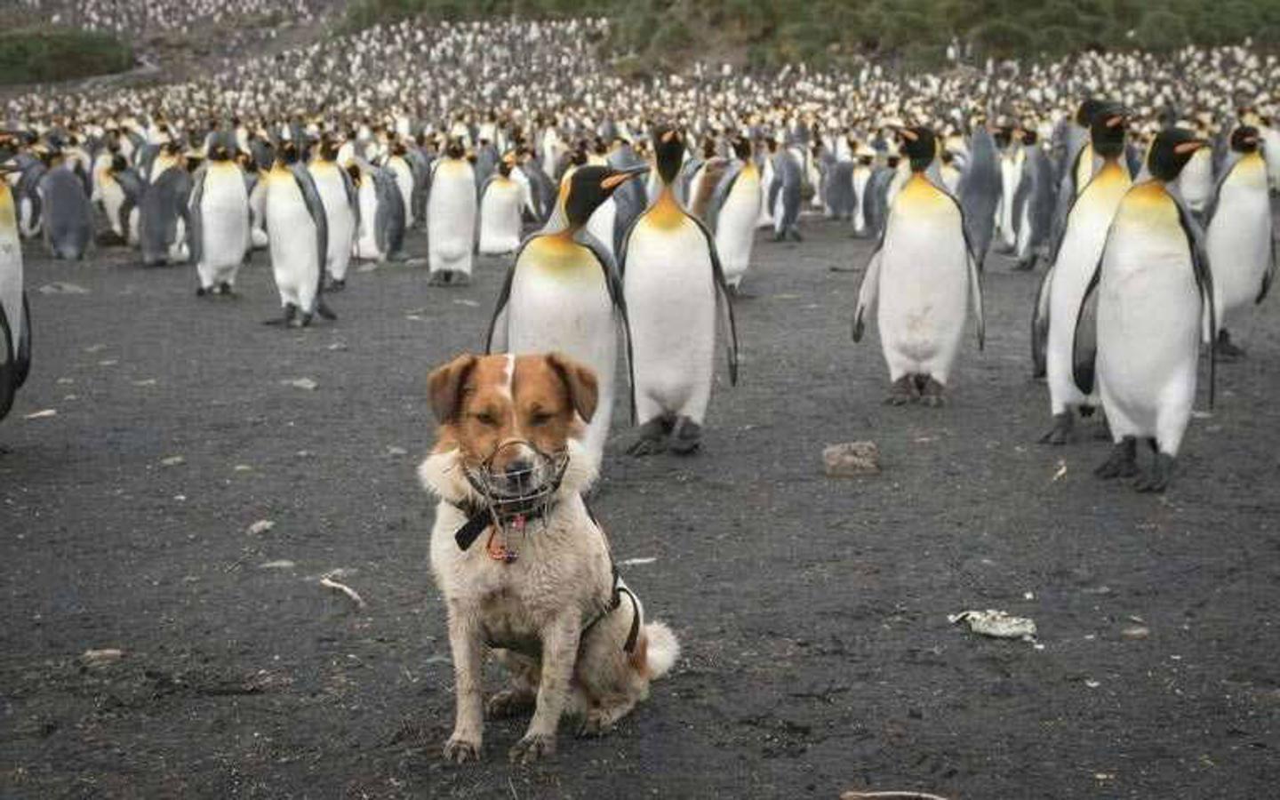 Las islas Georgias del Sur se han convertido en el primer territorio del planeta sin roedores, tras una gigantesca campaña de exterminio. Casi habían liquidado la población de aves marinas.