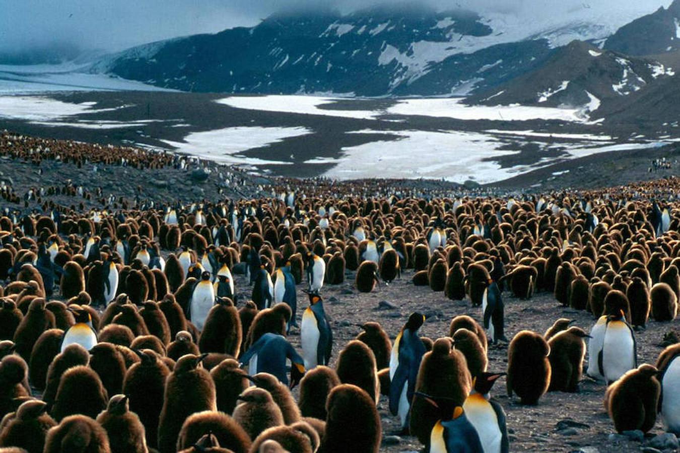 Las islas Georgias del Sur se han convertido en el primer territorio del planeta sin roedores, tras una gigantesca campaña de exterminio. Casi habían liquidado la población de aves marinas.