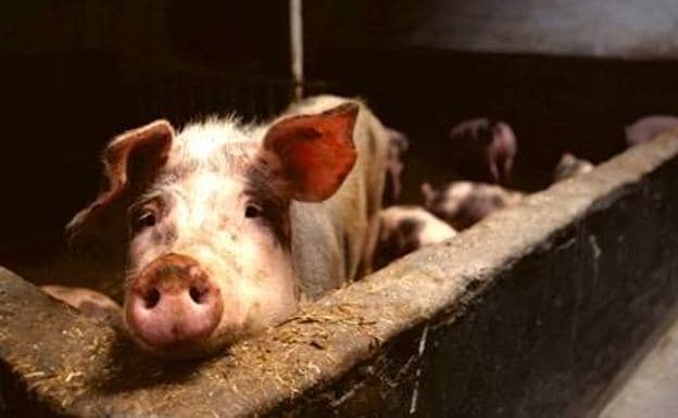 El deltacoronavirus porcino se identificó por primera vez en 2012 en cerdos en China, pero no se asoció con la enfermedad. 