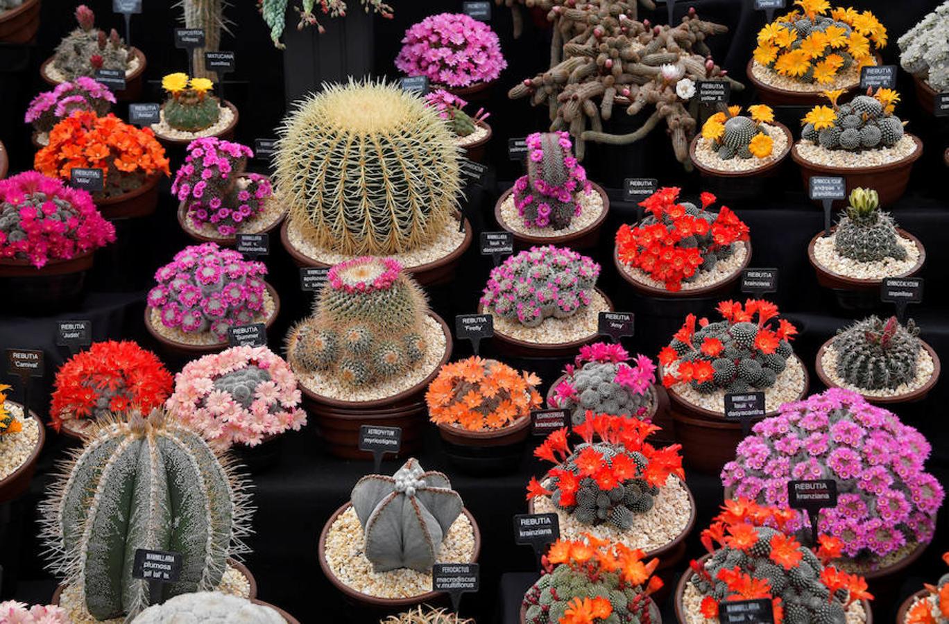 El Chelsea Flowers Show, que se celebra estos días en Londres, es mucho más que una exposición de jardinería. Organizado cada año por la Royal Horticultural Society's, es el espectáculo de flores y jardinería más famoso de Reino Unido y probablemente del mundo: flores, moda, complementos, danza... Y apadrinado por el Gobierno británico y la propia Casa Real. 