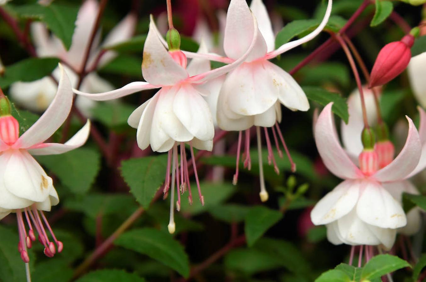 El Chelsea Flowers Show, que se celebra estos días en Londres, es mucho más que una exposición de jardinería. Organizado cada año por la Royal Horticultural Society's, es el espectáculo de flores y jardinería más famoso de Reino Unido y probablemente del mundo: flores, moda, complementos, danza... Y apadrinado por el Gobierno británico y la propia Casa Real. 