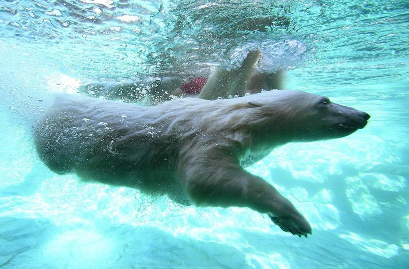 Un cachorro de osa polar, llamado Mishka, de solo un año de edad, nada en una piscina del parque temático 'Sea World', situado en Gold Coast, Queensland, Australia. 