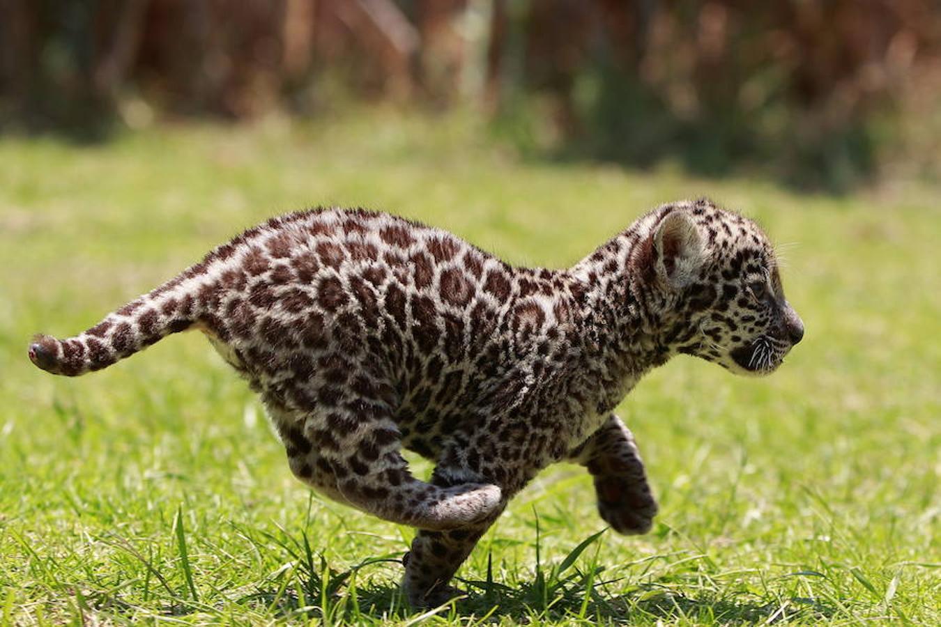 Se trata de uno de los dos ejemplares de jaguar que nacieron en el Zoológico Reino Animal, ubicado en el municipio de Otumba, Estado de México (México). 