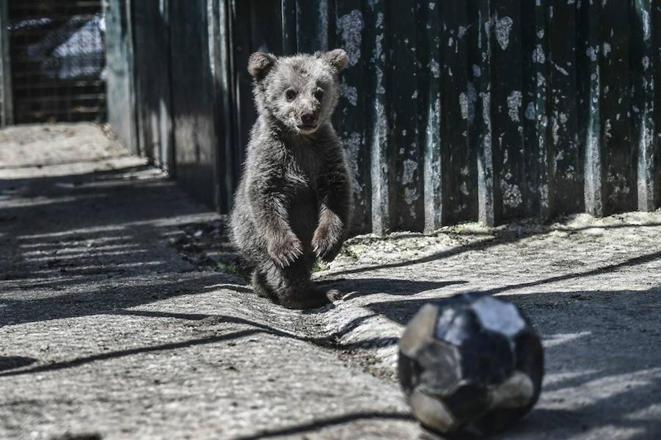 Luigi, un oso cachorro en el santuario de Arcturos, en Nymfaio, en las laderas del monte Vitsi, situado a 600 kilómetros, al noroeste de Atenas. 