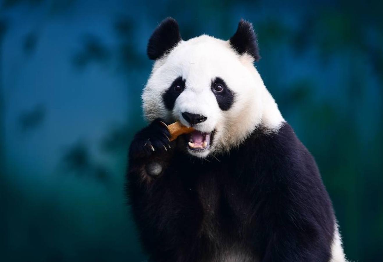 Un panda comiendo en el Jardín Zoológico Shenyang Forest, en Shenyang, ubicado al noreste de China. 