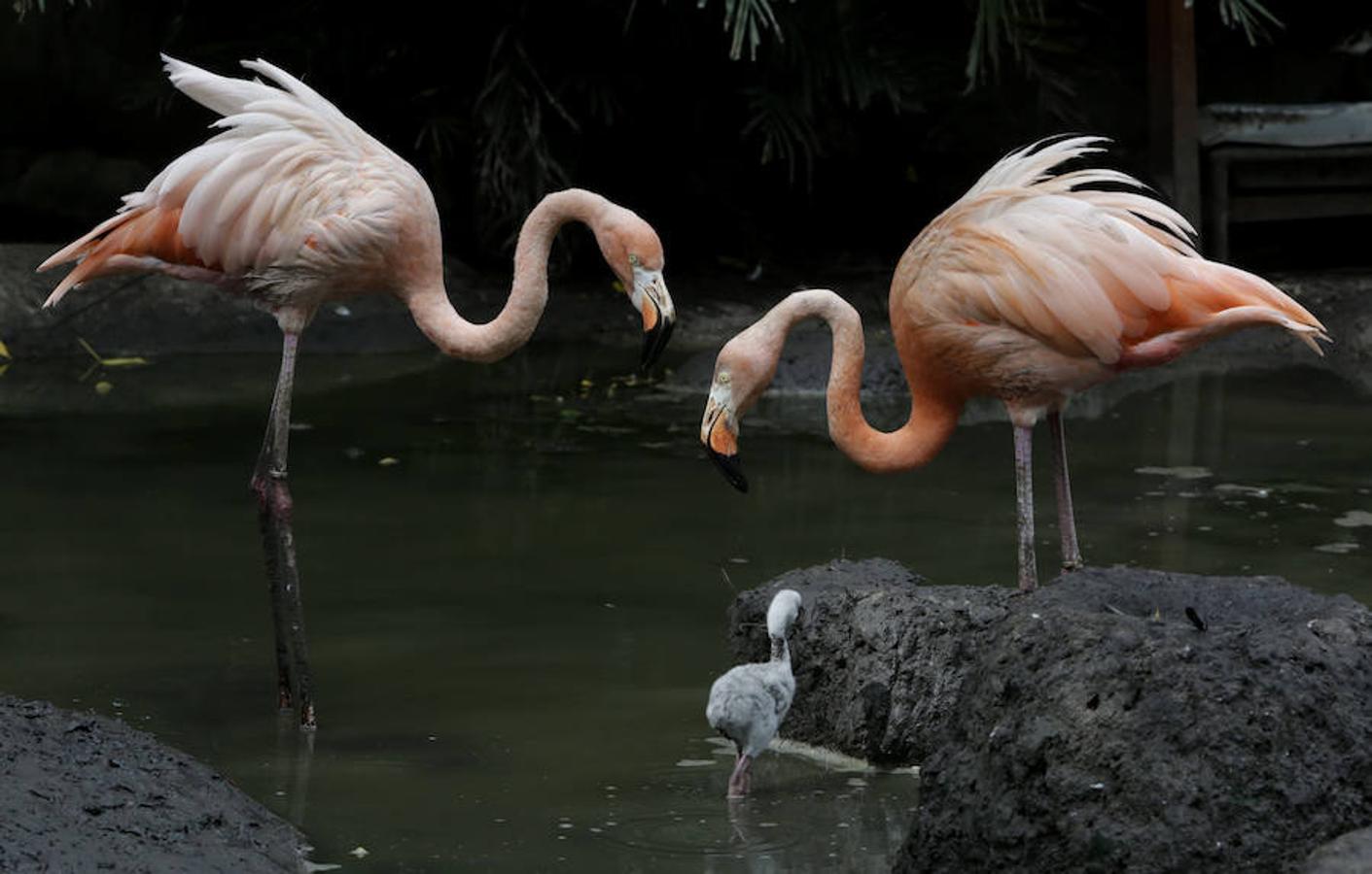 Dos flamencos rosados junto a una cría en el Oasis Portuario de la terminal de cruceros de la Sociedad Portuaria de Cartagena, Colombia. 