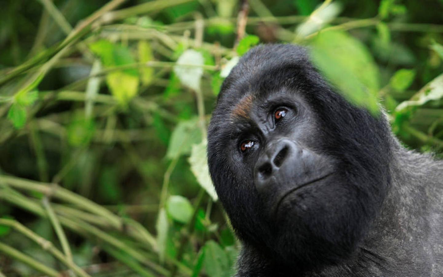 Un gorila de montaña en la República Democrática del Congo. 