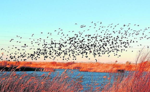 Aves sobrevolando el Tancat de la Pipa de l'Albufera.